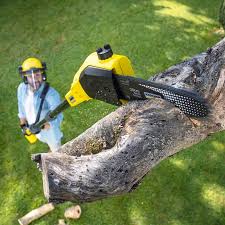 Best Tree Disease Treatment  in Bassett, VA